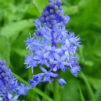 Scilla litardierei (pratensis) Photo: Nijssen